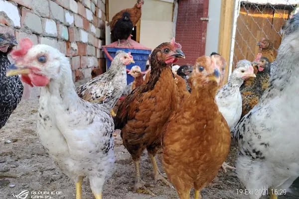 gürs kardeş kanatli hayvan çifliği - Resim 5