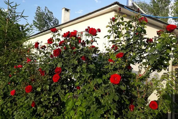 ÇEMREK ÜZÜM BAĞI - Resim 16
