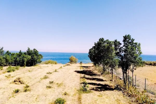 ÇEMREK ÜZÜM BAĞI - Resim 8