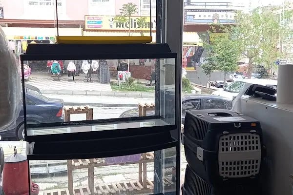Ankara Mamak Petshop – Azim Petshop - Resim 5