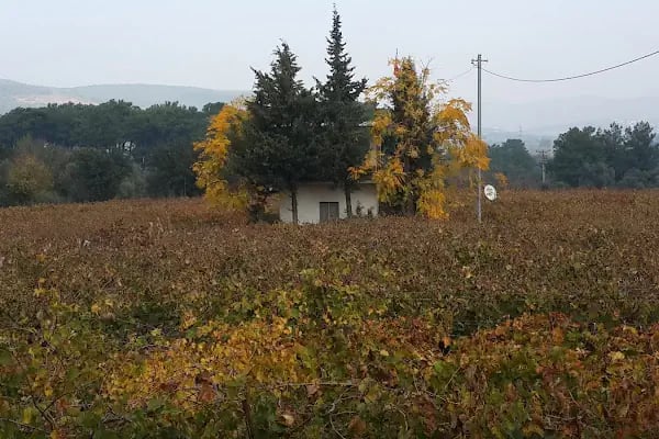 Garova Vineyards - Resim 20