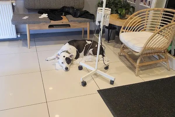 HospiVet Veteriner Kliniği - Resim 12