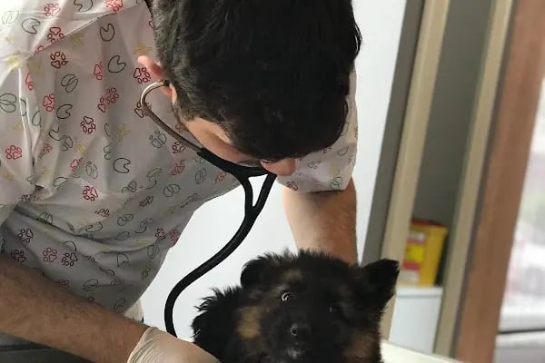 HospiVet Veteriner Kliniği - Resim 7