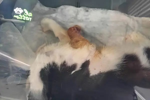 HospiVet Veteriner Kliniği - Resim 18