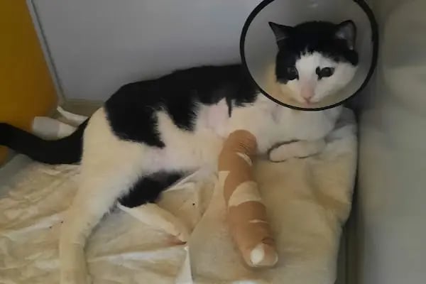 HospiVet Veteriner Kliniği - Resim 11
