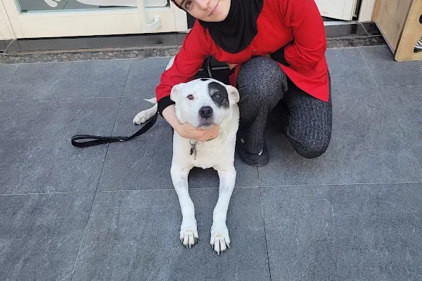HospiVet Veteriner Kliniği - Resim 15
