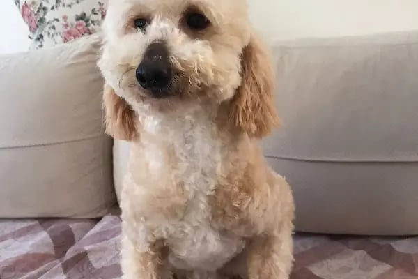 Doğa Köpek Üretim Çiftliği - Resim 19