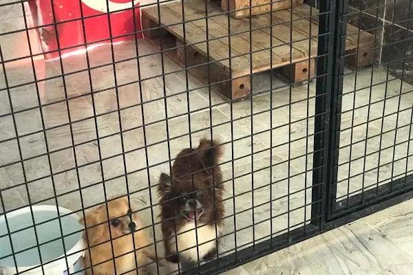 Doğa Köpek Üretim Çiftliği - Resim 15