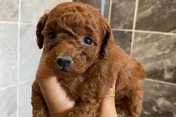 Doğa Köpek Üretim Çiftliği - Resim 4