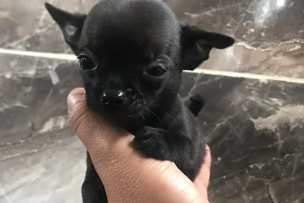 Doğa Köpek Üretim Çiftliği - Resim 16