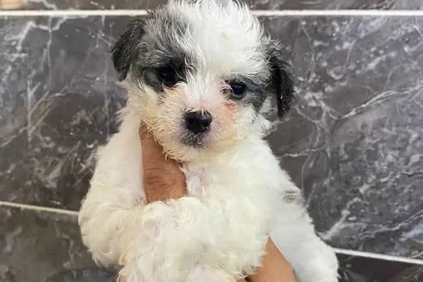 Doğa Köpek Üretim Çiftliği - Resim 9