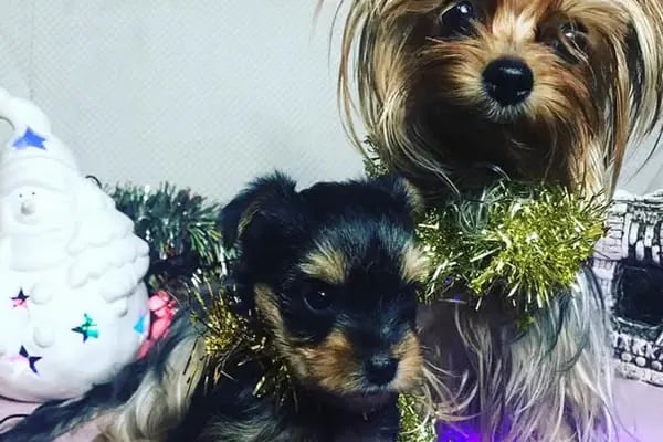 Doğa Köpek Üretim Çiftliği - Resim 12