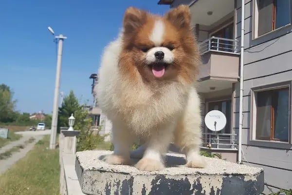 Doğa Köpek Üretim Çiftliği - Resim 6