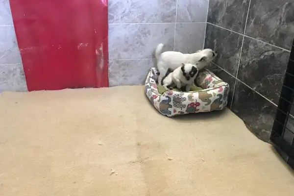 Doğa Köpek Üretim Çiftliği - Resim 13