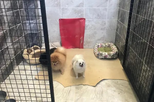 Doğa Köpek Üretim Çiftliği - Resim 8