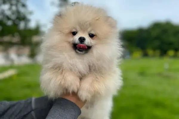 Doğa Köpek Üretim Çiftliği - Resim 1