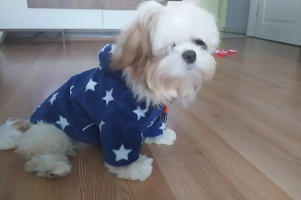 Doğa Köpek Üretim Çiftliği - Resim 17