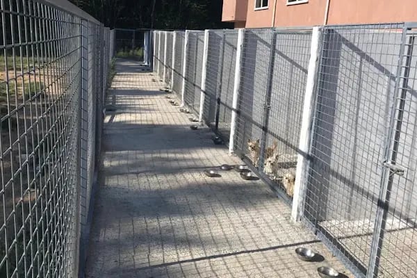 Doğa Köpek Üretim Çiftliği - Resim 2