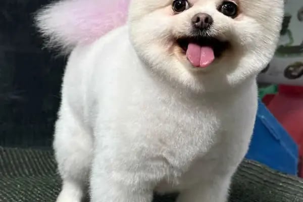 Doğa Köpek Üretim Çiftliği - Resim 20