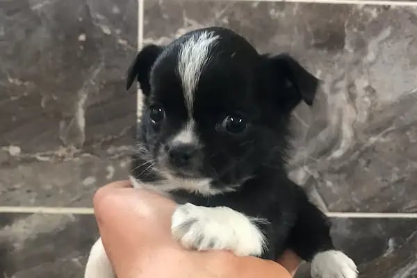 Doğa Köpek Üretim Çiftliği - Resim 5