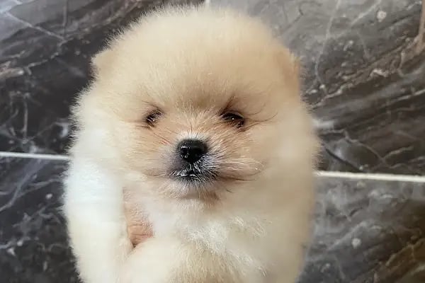 Doğa Köpek Üretim Çiftliği - Resim 10
