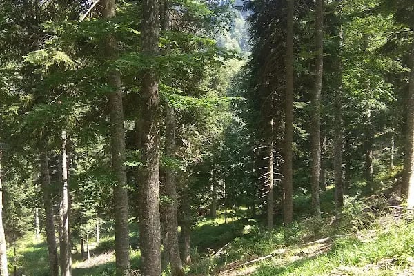 Paşa çayırı inegöl - Resim 5
