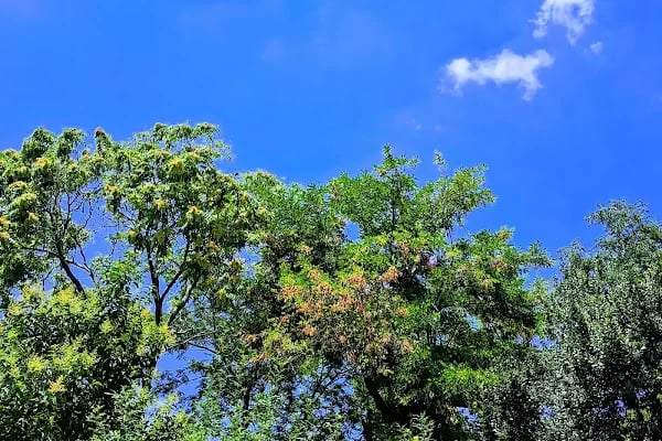 Şirinyer Parkı - Resim 19