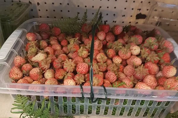 Kolaylar Tarım - Resim 10