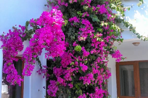 1453 Bodrum Resort Hotel &amp; Spa - Resim 2