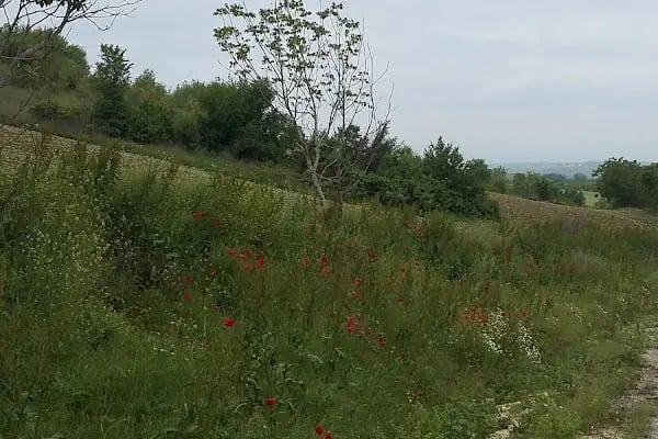 Hasan Sezai Hazretleri Türbesi - Resim 20