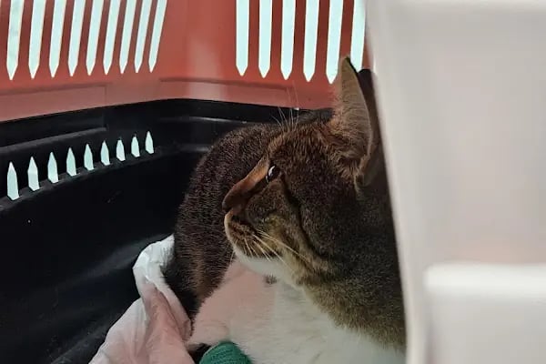 Zeytin Veteriner Kliniği Muayenehanesi - Resim 9