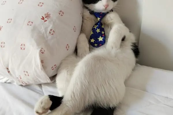 PET 312 VETERİNER POLİKLİNİĞİ BATIKENT - Resim 3