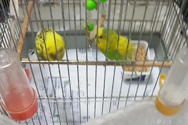 PET 312 VETERİNER POLİKLİNİĞİ BATIKENT - Resim 7