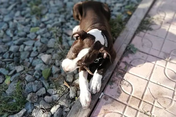 PET 312 VETERİNER POLİKLİNİĞİ BATIKENT - Resim 6