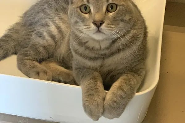 PET 312 VETERİNER POLİKLİNİĞİ BATIKENT - Resim 4