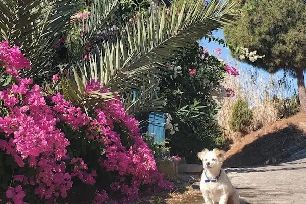 Begonvil Sitesi Akyarlar - Resim 12