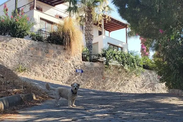Begonvil Sitesi Akyarlar - Resim 6