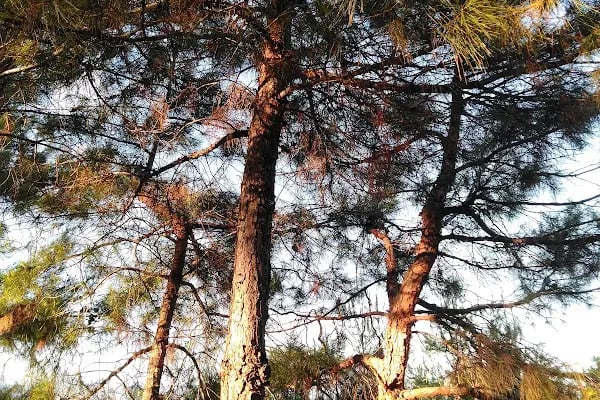 Alanya Belediyesi Bilaller Mesire Alanı - Resim 13