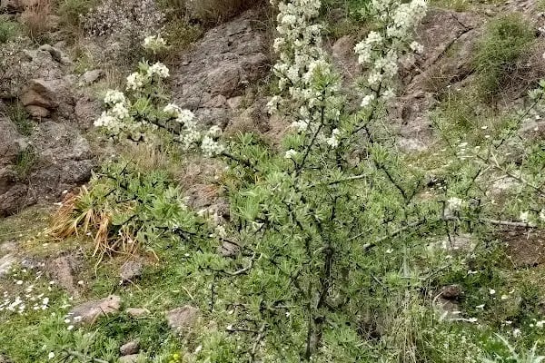 Örnekköy Milli Parkı - Resim 14