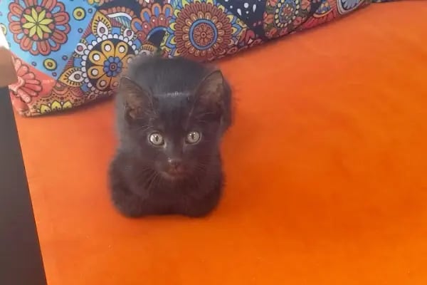 PETSTONE VETERİNER KLİNİĞİ - Resim 4