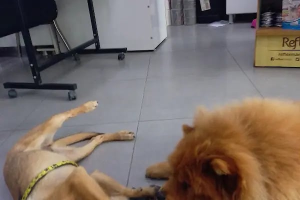 Çontaroğulları Veteriner kliniği - Resim 18