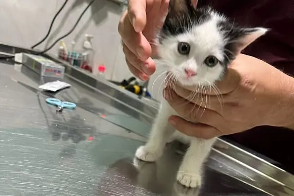 Çontaroğulları Veteriner kliniği - Resim 4