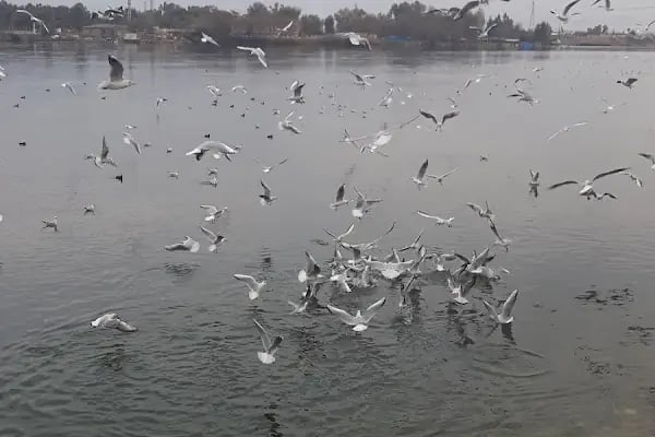 Erişmiş Kuyumculuk - Resim 2