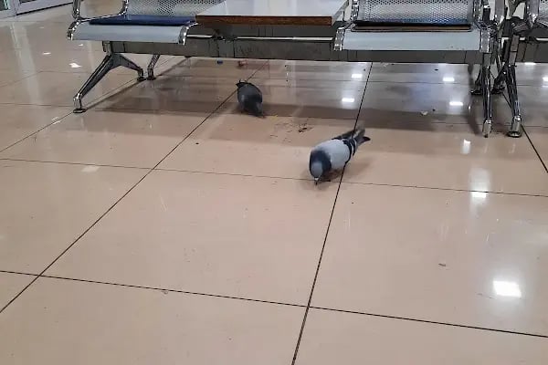Şanlıurfa Şehirler Arası Otobüs Terminali - Resim 19