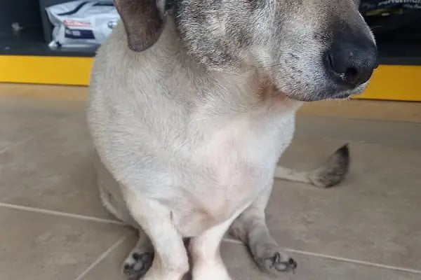 Finike Veteriner Kliniği - Resim 12