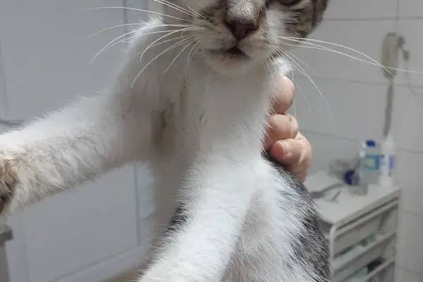 Finike Veteriner Kliniği - Resim 3