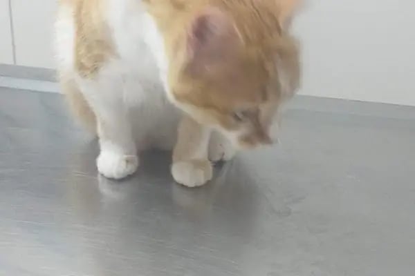 Finike Veteriner Kliniği - Resim 10