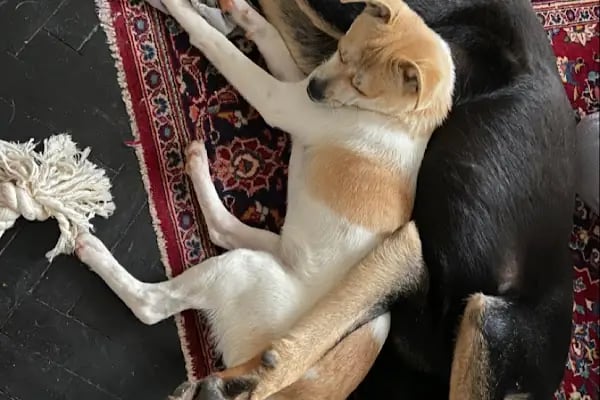 Finike Veteriner Kliniği - Resim 9