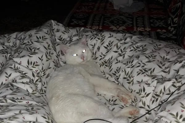 Finike Veteriner Kliniği - Resim 18