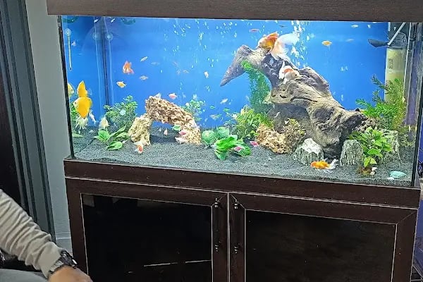 Ömer Akvaryum &amp; Petshop - Resim 4